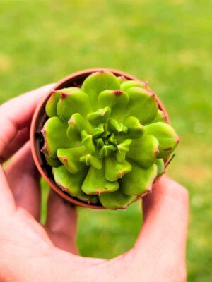 Echeveria Lantern 5,5