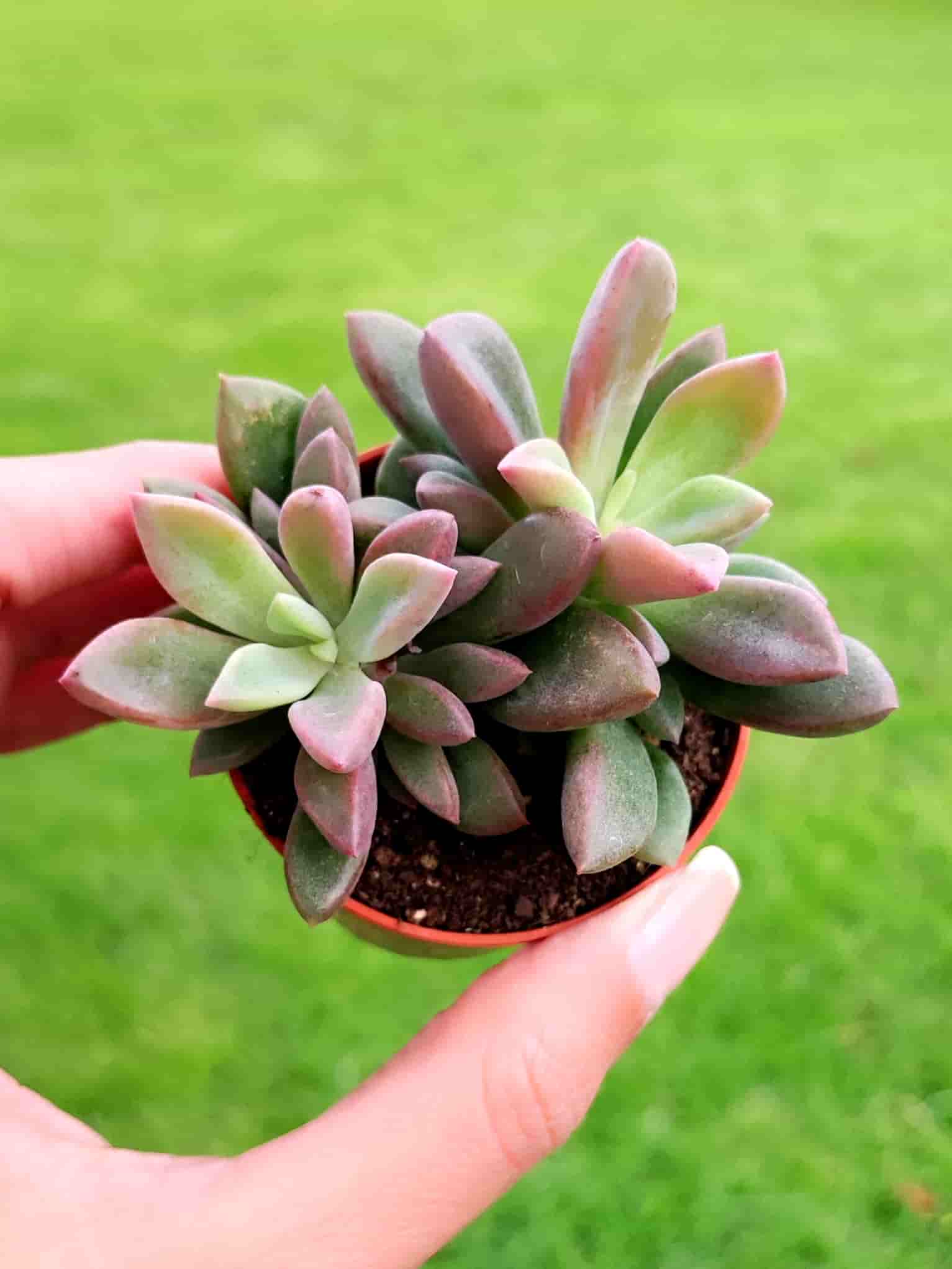 Echeveria Rezry 5,5