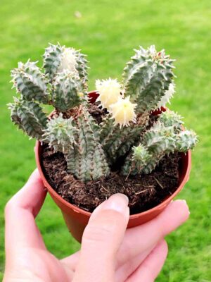 Euphorbia Mammillaris variegata 8,5