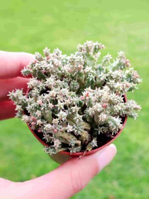 Euphorbia mammillaris cv. Mini 5,5