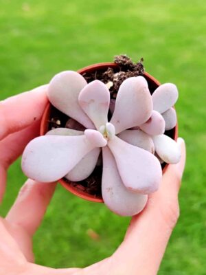 Graptoveria Laon 5,5