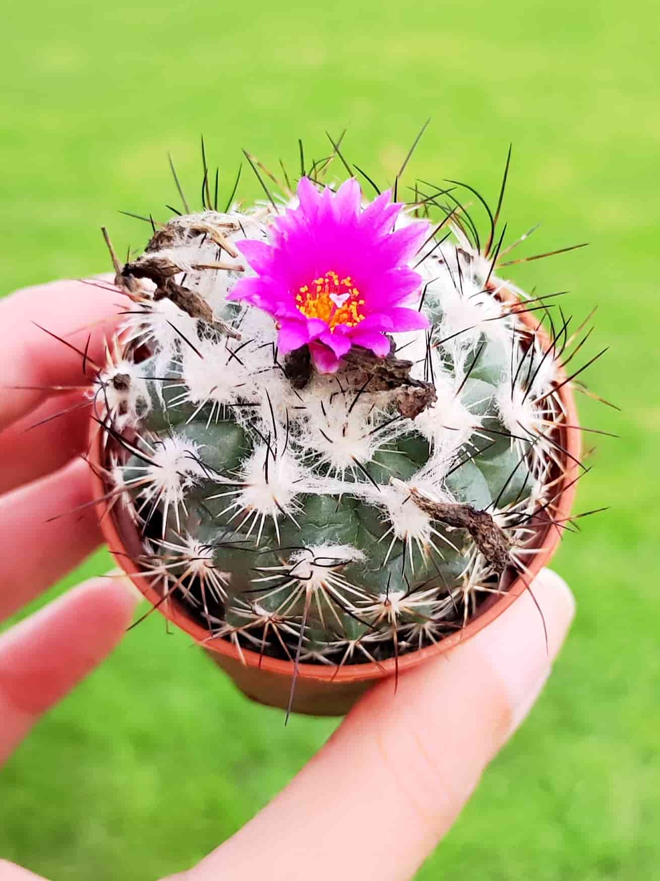 Gymnocactus Viereckii v. Neglegtus 5,5