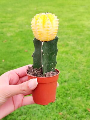 Gymnocalycium Mihanovichii