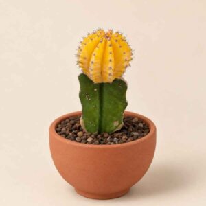 Gymnocalycium Mihanovichii 5,5 lateral