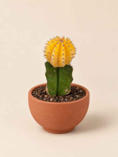 Gymnocalycium Mihanovichii 5,5 lateral