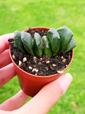 Haworthia Sizunami 5,5