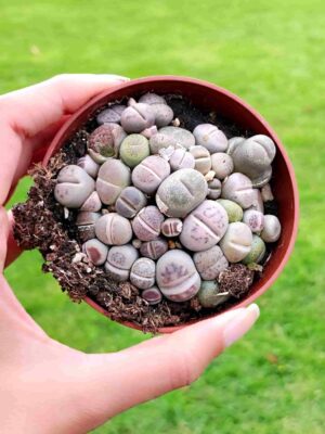 Lithops mix 8,5