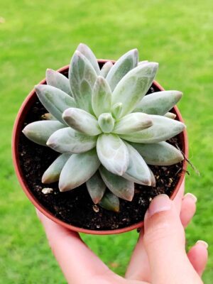 Pachyphytum Compactum x Echeveria Colorata 8,5