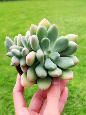 Pachyveria Dr Cornelius 8,5