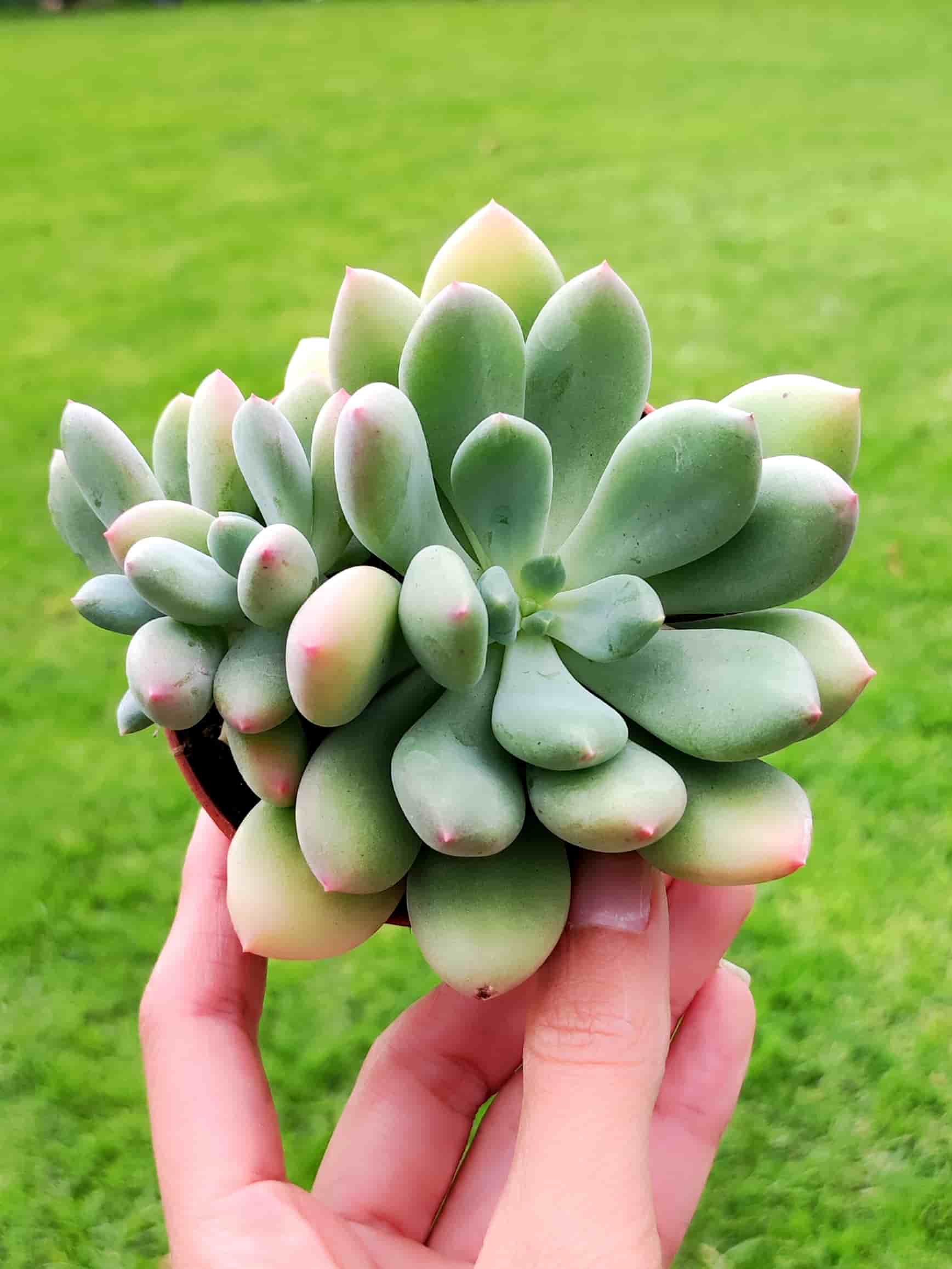 Pachyveria Dr Cornelius 8,5