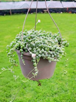 Senecio Rowleyanus 15