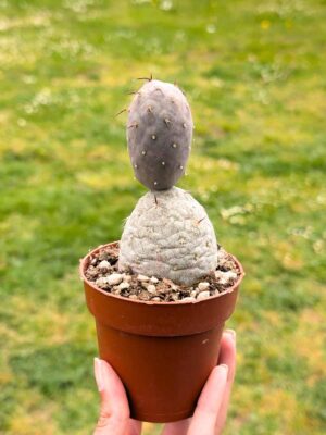 Tephrocactus Geometricus 8,5