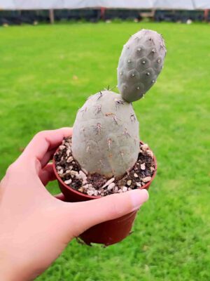 Tephrocactus Geometricus 8,5