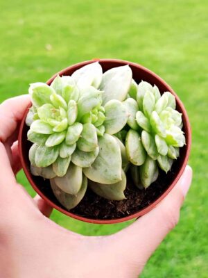 Echeveria Nuda variegata 8,5