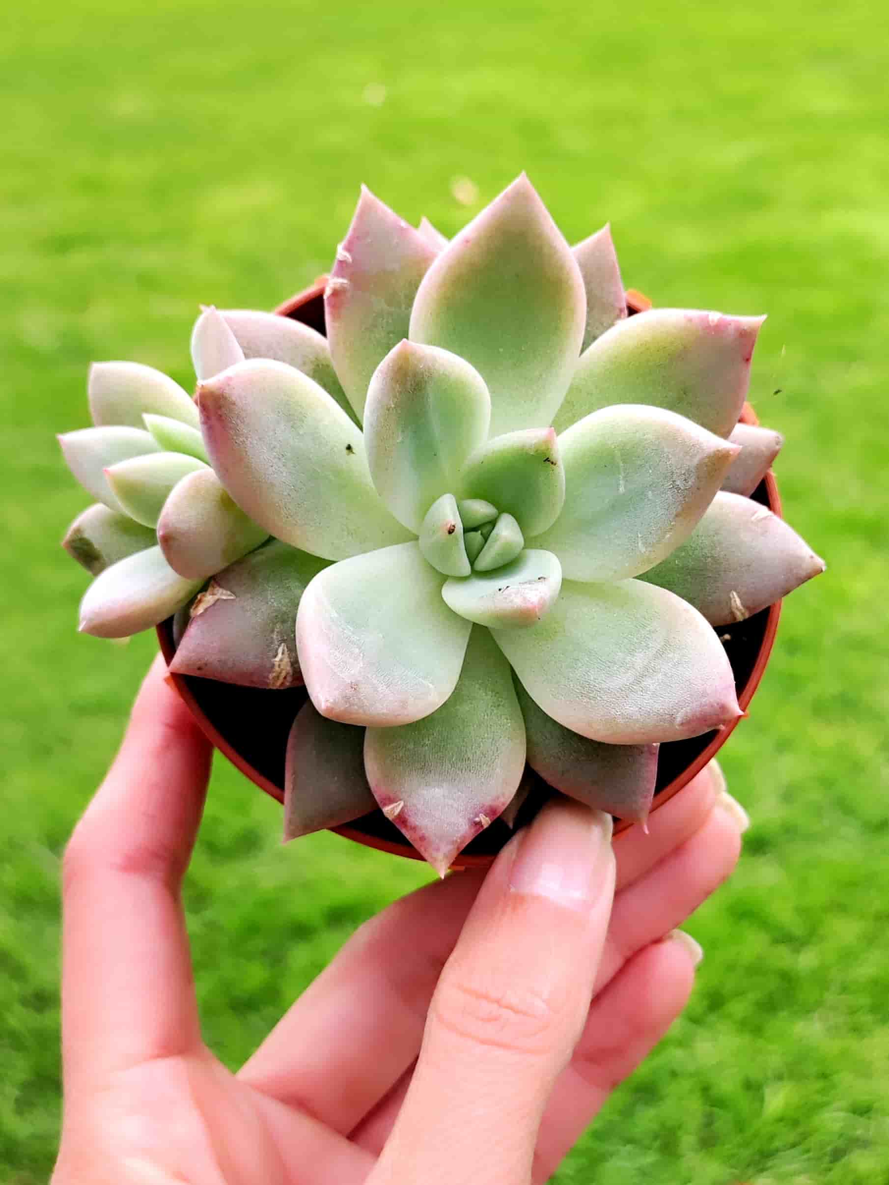 Graptosedum Alpenglow 8,5