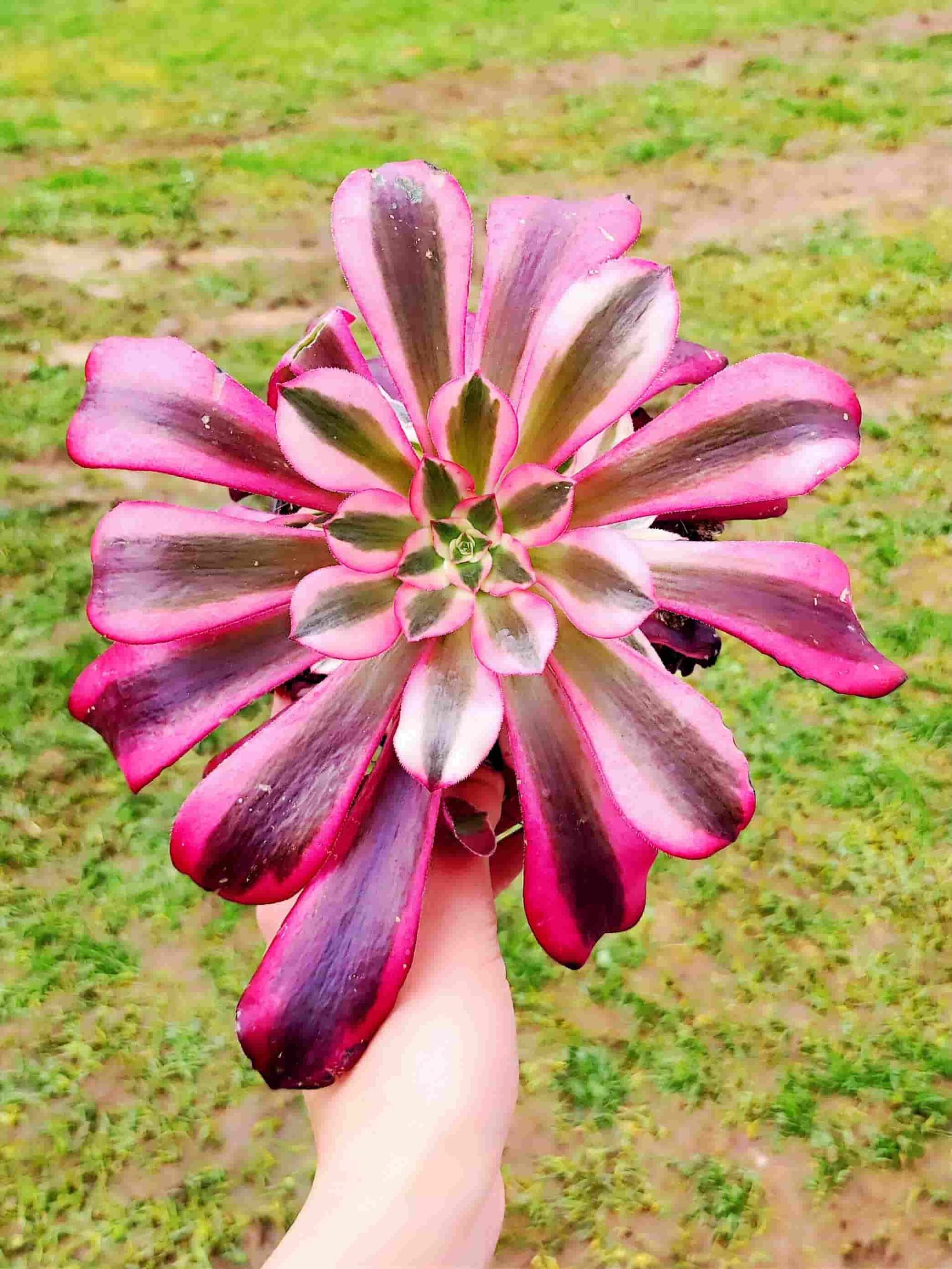 AEONIUM PINK WITCH 13