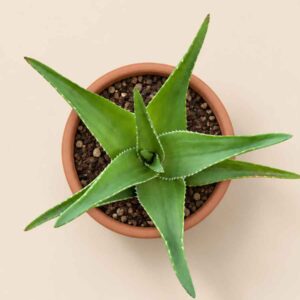 Aloe Delaetii 8,5 cenital