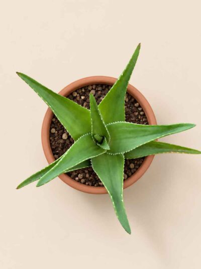 Aloe Delaetii 8,5 cenital