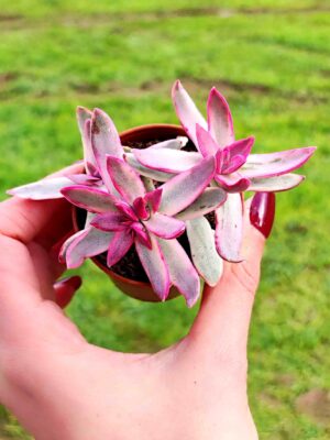 CRASSULA CANDY CANE 5,5