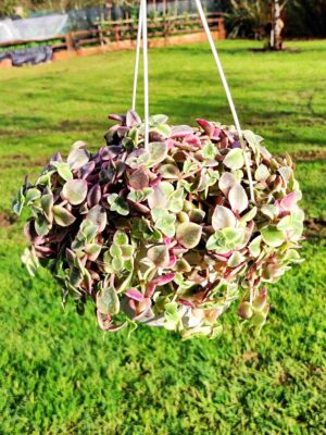 CRASSULA MARGINALIS RUBRA 15