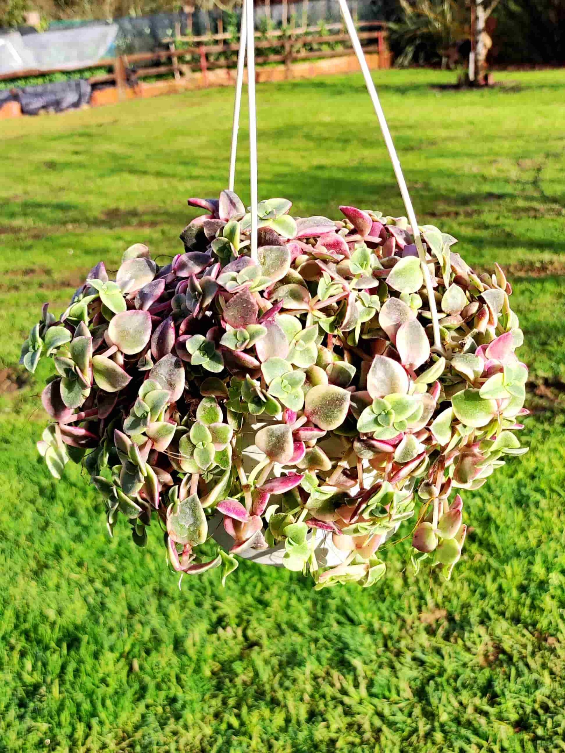 CRASSULA MARGINALIS RUBRA 15