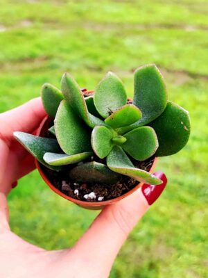 CRASSULA OBLIQUA 5,5