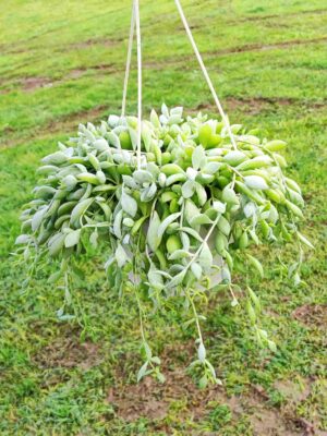 Cotyledon Pendens 15