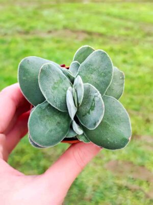 Crassula Cotyledonis Dubia 5,5