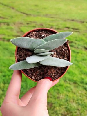 Crassula Falcata 8,5