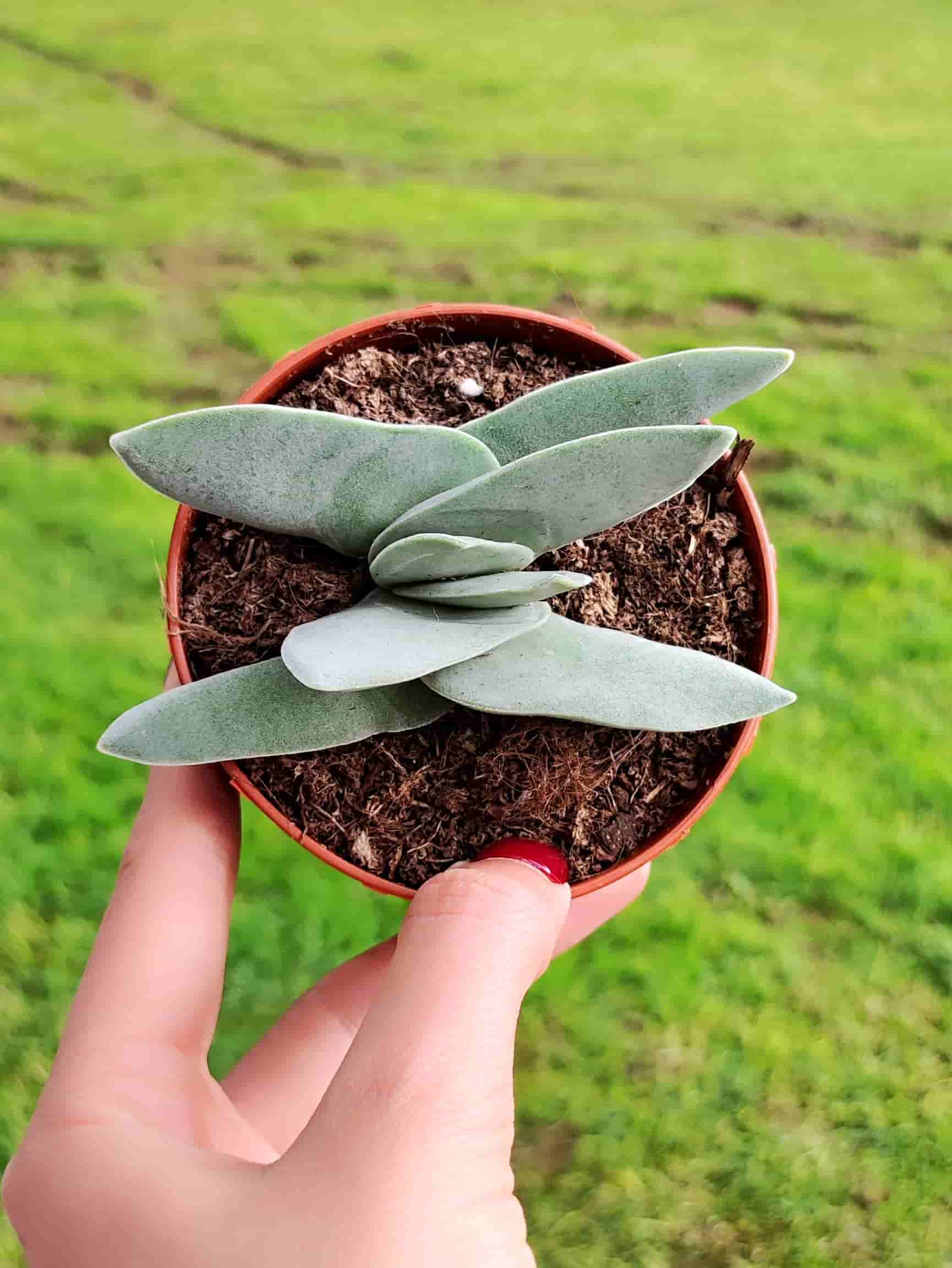 Crassula Falcata 8,5