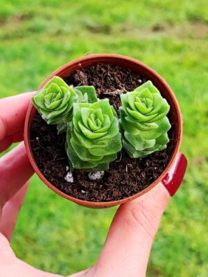Crassula Green Pagoda 5,5