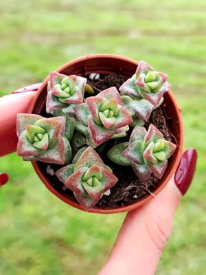 Crassula Rupestris Aiboshi 5,5