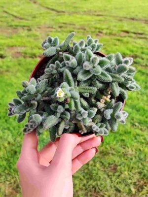 DELOSPERMA ECHINATUM 13