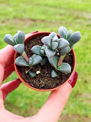 Delosperma Lehmannii 5,5