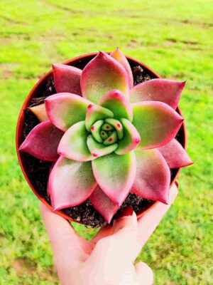 ECHEVERIA MARS 13