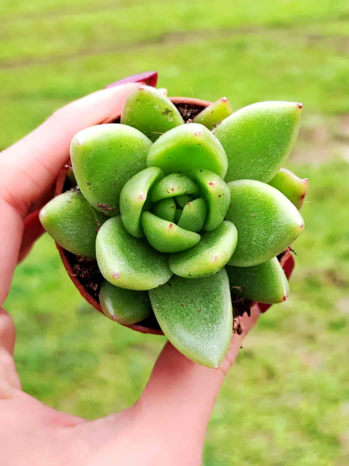 ECHEVERIA MIRANDA 5,5