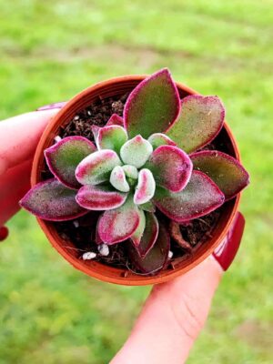 ECHEVERIA PULVINATA DEVOTION 5,5