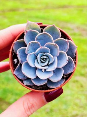 ECHEVERIA SUBSESSILIS 5,5