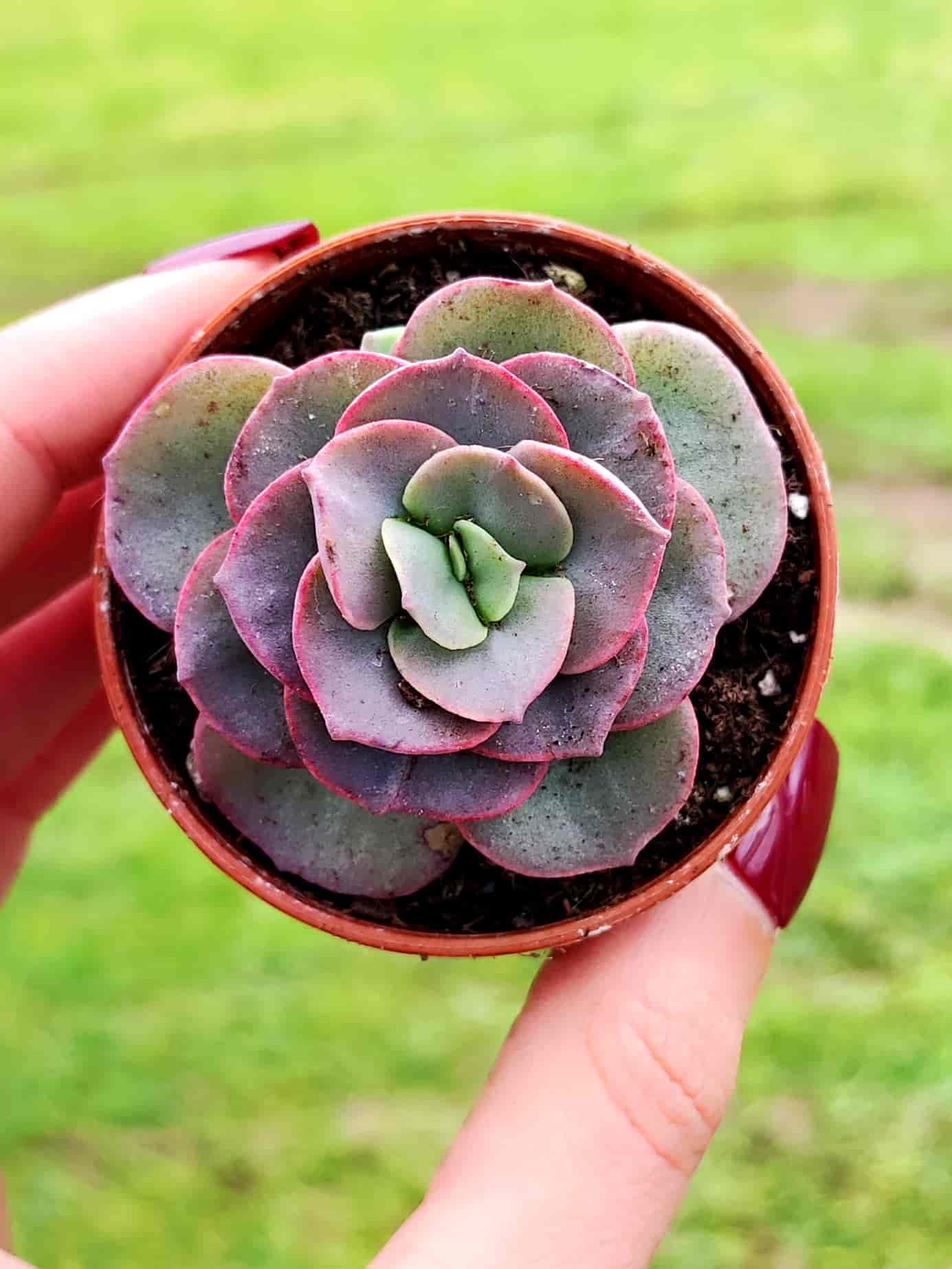 ECHEVERIA SUYON 5,5