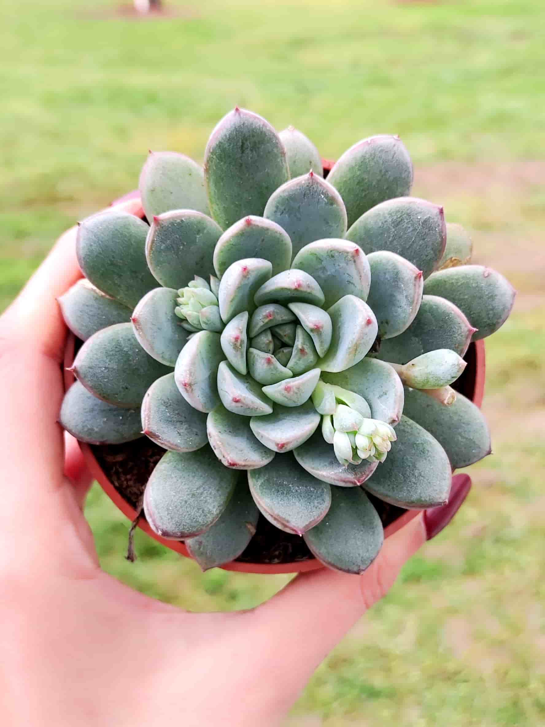 ECHEVERIAS MORADO 8,5