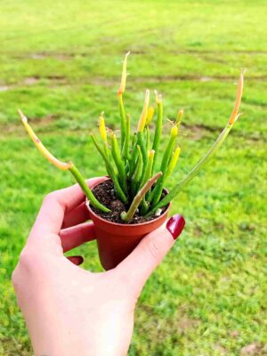 EUPHORBIA TIRUCALLI 5,5