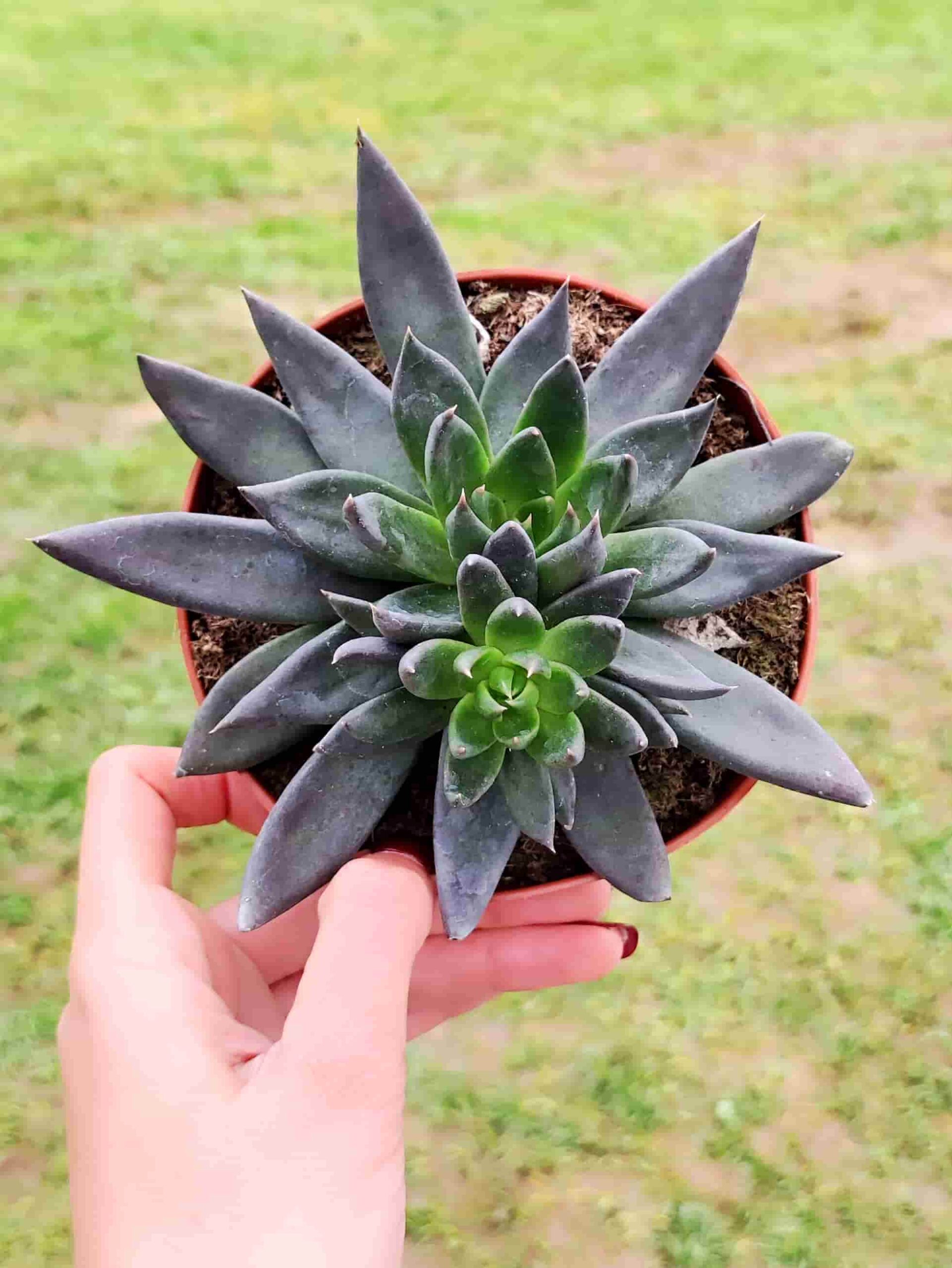 Echeveria Affinis Black Night 13