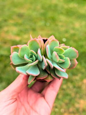 Echeveria Luella 5,5