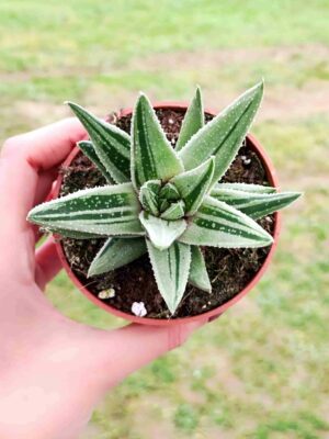 GASTERALOE SPIRIT OF 88 8,5