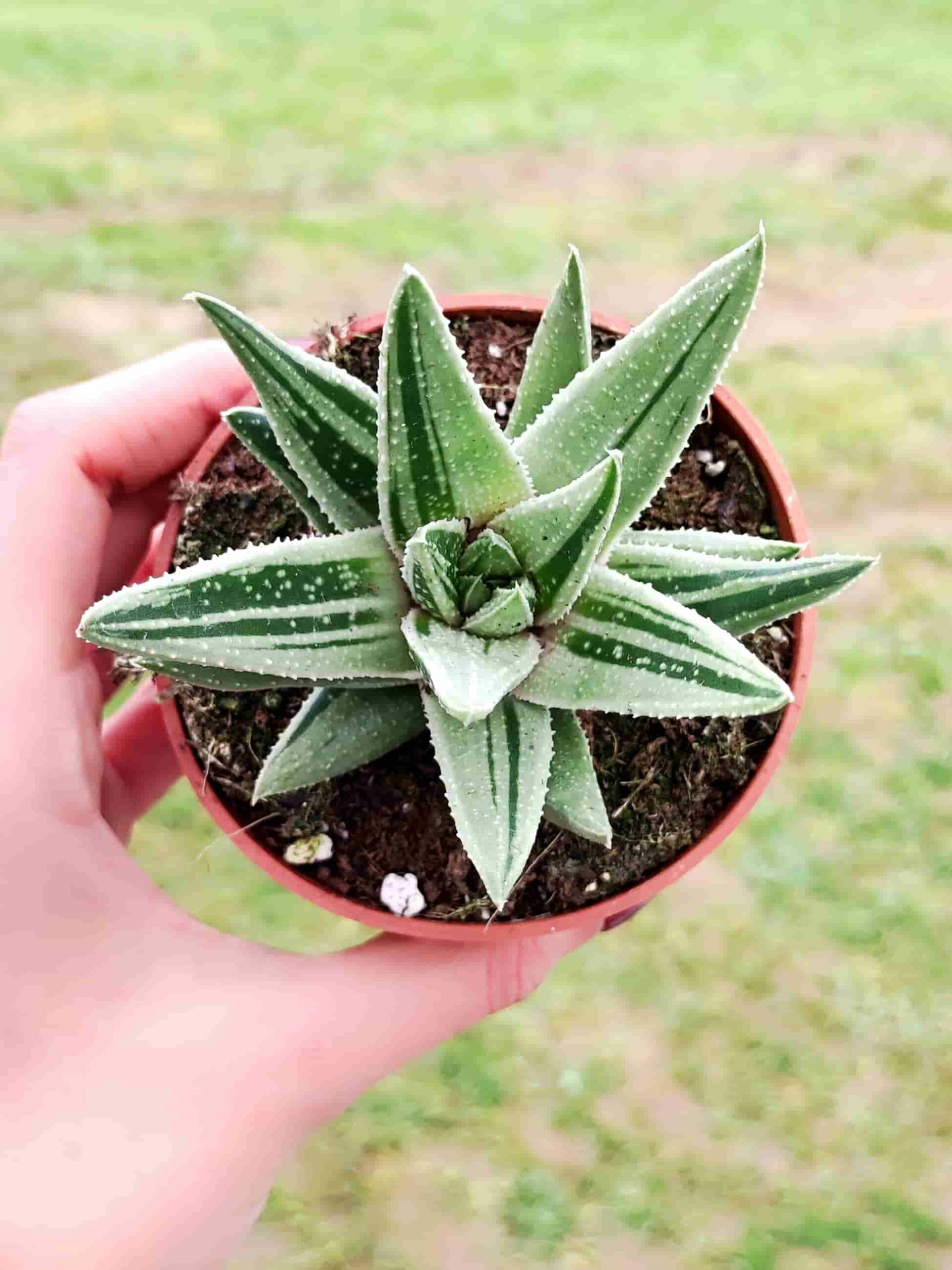 GASTERALOE SPIRIT OF 88 8,5