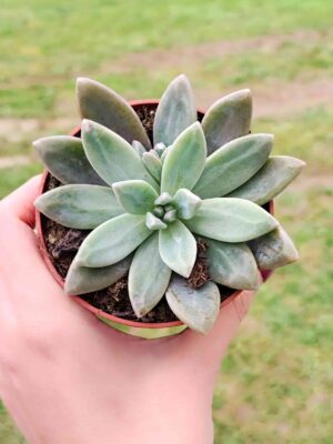 GRAPTOSEDUM FRANCESCO DI BALDI 8,5