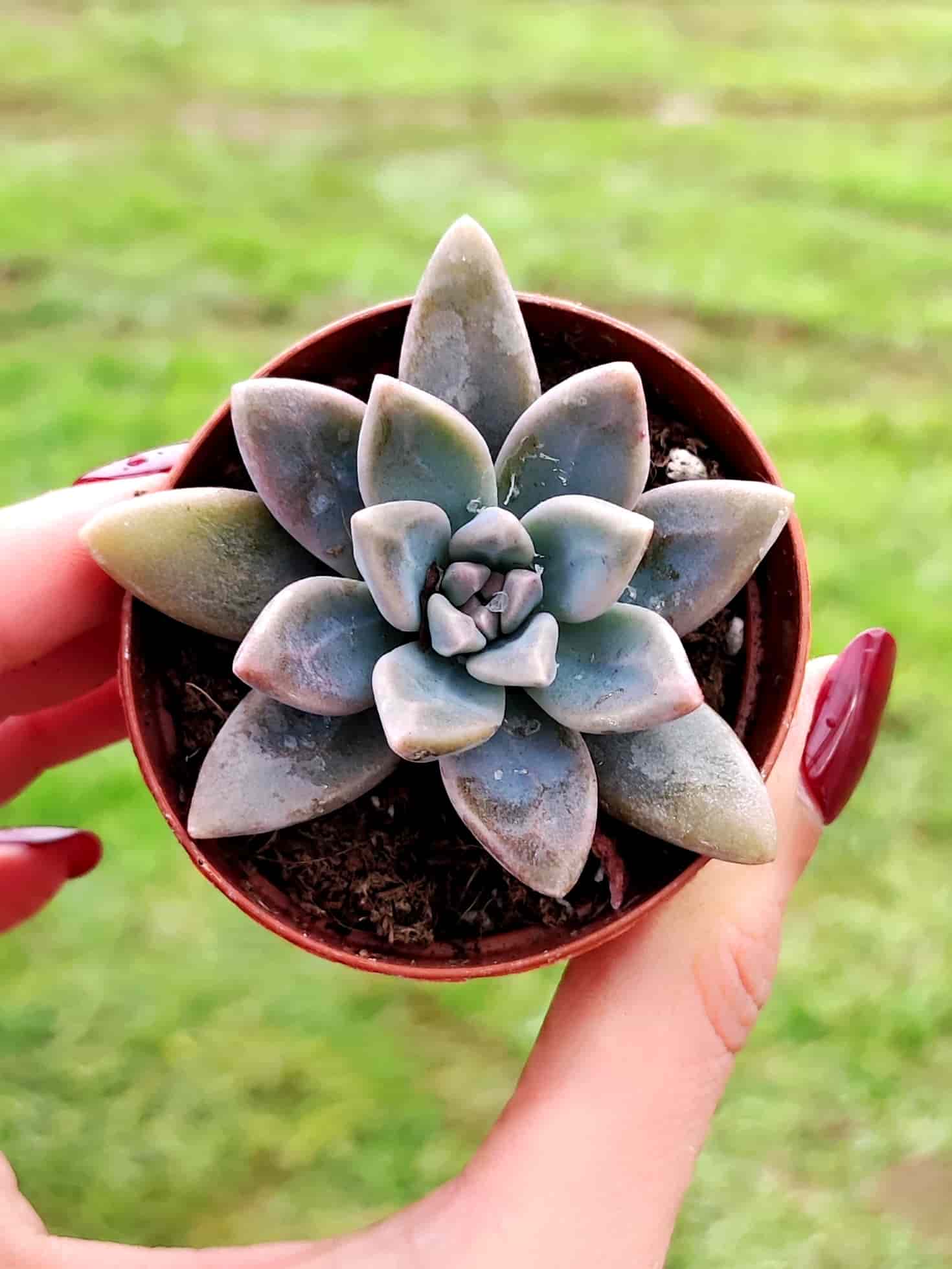 GRAPTOSEDUM FRANCESCO DI BALDI M5,5