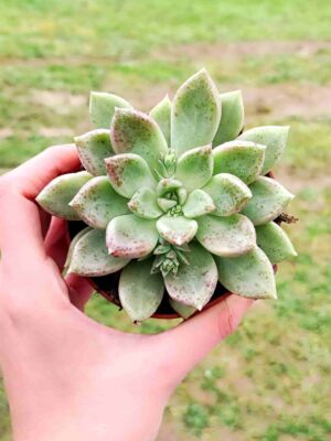 GRAPTOVERIA MELODY 8,5