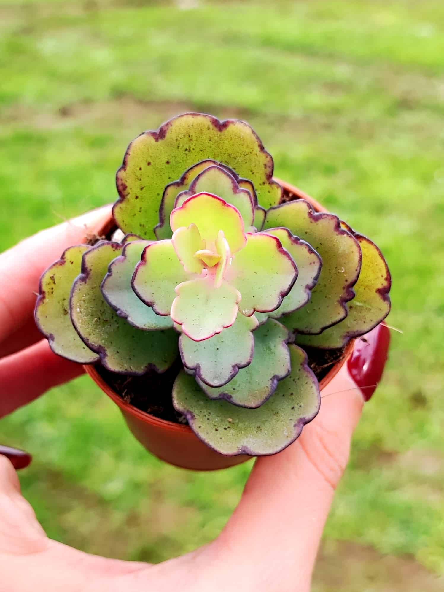 KALANCHOE LAXIFLORA 5,5