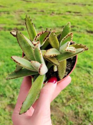 Kalanchoe Tomentosa Chocolate Soldier 8,5